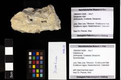 Foto (Objekt + Etiketten) von Distefania sp. 